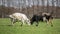 Happy cows leaving the barn