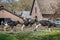 Happy cows leaving the barn