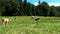 Happy cows on the pasture in Upper Bavaria in 4k