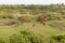 Happy cows resting on green grass. Green grassland with trees, small cottage and milk cows view in sunshine summer day