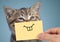 Happy crazy cat portrait with funny smile on blue background