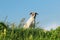 Happy crossbreed dog sitting in meadow against blue sky