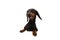 Happy  and curious dachshund dog  with paws over black edge