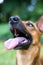 Happy curious smiling dog Mixed breed looking up,  on green nature background