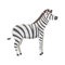 Happy cut cartoon zebra isolated illustration. African mammal animal.