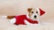 Happy cute christmas holiday pet dog wearing red santa costume and hat