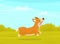 Happy cute corgi dog is walking in green summer park background. Funny ginger puppy with short paws