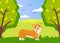 Happy cute corgi dog is walking in green summer park. Funny ginger puppy with short paws and tongue