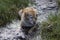 Happy cute dog laid in a river