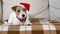 Happy cute dog puppy wearing red santa hat, christmas, new year holiday background