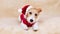 Happy cute dog puppy wearing red santa hat, christmas, new year holiday concept