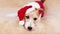 Happy cute dog puppy wearing red santa hat, christmas, new year holiday pet