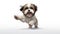 Happy cute dog, Shih Tzu Jumping and playing with it\\\'s owner. isolated on a white background