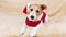 Happy cute dog wearing red santa hat and listening, christmas background