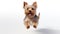 Happy cute dog, Yorkshire Terrier Jumping and playing with it\\\'s owner. isolated on a white background