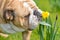 Happy cute english bulldog dog in the spring field