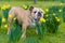 Happy cute english bulldog dog in the spring field