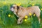 Happy cute english bulldog dog in the spring field