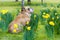 Happy cute english bulldog dog in the spring field