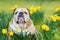 Happy cute english bulldog dog in the spring field