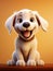 happy cute funny perfect beautiful playful joyful adorable pretty animated dogs pet puppy mans best friends. running