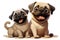 happy cute funny perfect beautiful playful joyful adorable pretty animated dogs pet puppy mans best friends. running