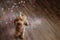 Happy cute labradoodle dog wearing a party hat celebrating at a birthday party, surrounding by falling confetti