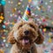 Happy cute labradoodle dog wearing a party hat celebrating at a birthday party, surrounding by falling confetti