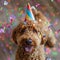 Happy cute labradoodle dog wearing a party hat celebrating at a birthday party, surrounding by falling confetti