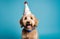 Happy cute labradoodle dog wearing a party hat celebrating at a birthday, pet day