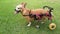 Happy cute little disabled dog in wheelchair or cart walking running in grass field,