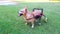 Happy cute little dog in wheelchair or cart support legs walking running in grass field, ultra HD