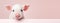 Happy cute mini pig isolated on pink background. Happy funny piglet