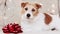 Happy cute new year holiday dog listening with christmas lights and gift bow