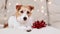 Happy cute new year holidaydog listening with christmas lights and gift bow