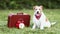 Happy cute panting dog sitting with a suitcase and alarm clock, pet travel