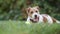  Happy cute panting pet dog puppy listening in the grass