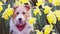 Happy cute pet dog puppy smiling, panting in the flowers