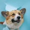 Happy cute red Corgi dog puppy looks out from behind a hole in a torn blue paper poster