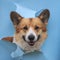 happy cute red Corgi dog puppy looks out from behind a hole in a torn blue paper poster