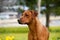 Happy cute rhodesian ridgeback dog in the spring field