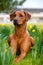 Happy cute rhodesian ridgeback dog in the spring field