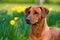 Happy cute rhodesian ridgeback dog in the spring field