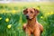 Happy cute rhodesian ridgeback dog in the spring field