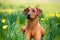 Happy cute rhodesian ridgeback dog in the spring field