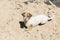 happy cute young small dog having fun at the beach. Covered in sand. Summertime. Holidays. Pets outdoors. LIfestyle