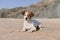 happy cute young small dog having fun at the beach lying on the sand. Summertime. Holidays. Pets outdoors. LIfestyle