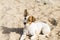 Happy cute young small dog having fun at the beach. Summertime. Holidays. Pets outdoors. LIfestyle