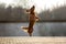 Happy dachshund dog jumping up outdoors in autumn