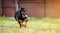 Happy dachshund running